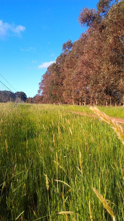 Witchcliffe Redgate Forest Retreat מראה חיצוני תמונה