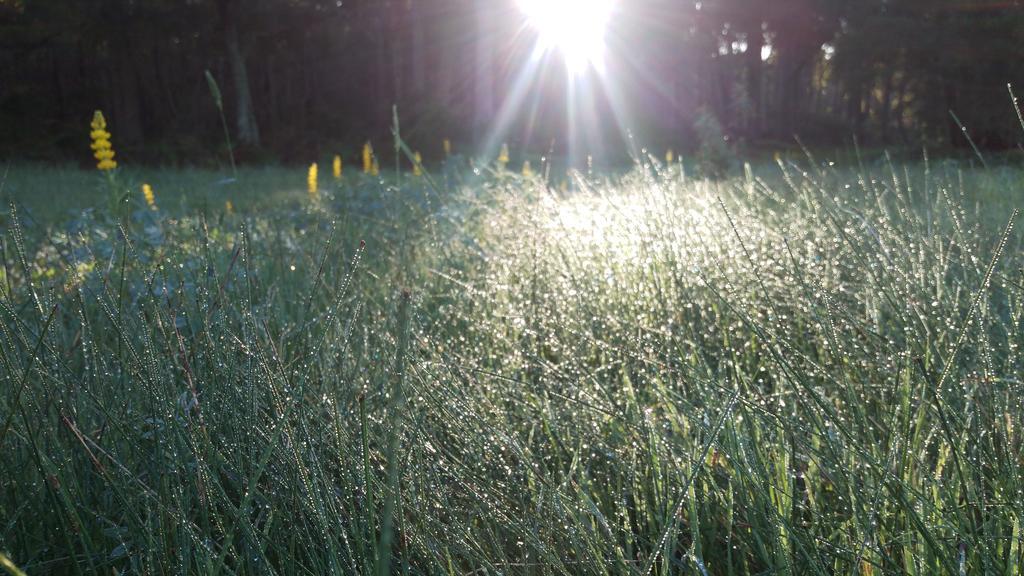 Witchcliffe Redgate Forest Retreat מראה חיצוני תמונה